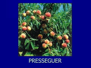 PRESSEGUER 