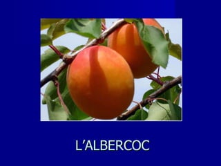 L’ALBERCOC 