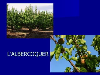 L’ALBERCOQUER 