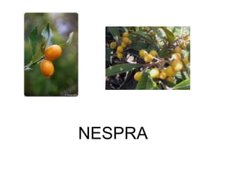 NESPRA 