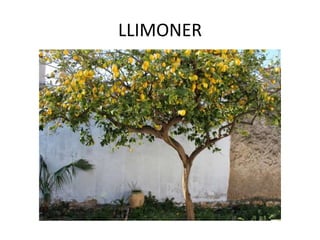 LLIMONER
 