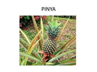 PINYA
 