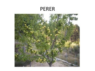 PERER
 