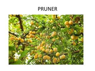 PRUNER
 