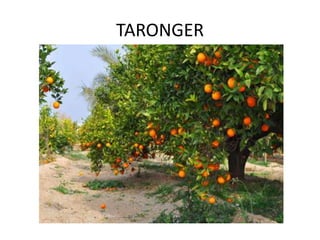 TARONGER
 