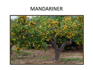 MANDARINER
 