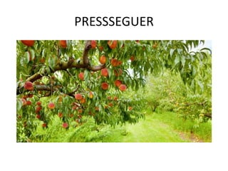 PRESSSEGUER
 