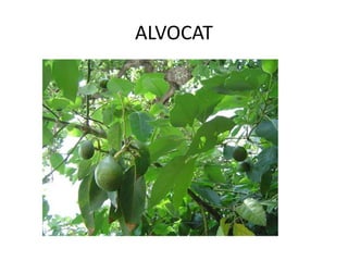 ALVOCAT
 