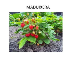 MADUIXERA
 