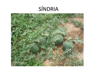 SÍNDRIA
 