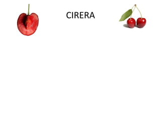 CIRERA
 