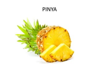 PINYA
 
