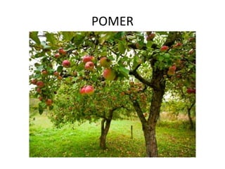 POMER
 
