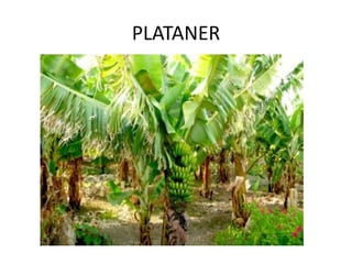 PLATANER
 