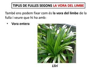 TIPUS DE FULLES SEGONS LA VORA DEL LIMBE
També ens podem fixar com és la vora del limbe de la
fulla i veure que hi ha amb:
• Vora entera
Lliri
 