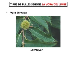 • Vora dentada
TIPUS DE FULLES SEGONS LA VORA DEL LIMBE
Castanyer
 