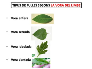 TIPUS DE FULLES SEGONS LA VORA DEL LIMBE
• Vora entera
• Vora serrada
• Vora lobulada
• Vora dentada
 