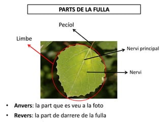 PARTS DE LA FULLA
Pecíol
Limbe
Nervi principal
Nervi
• Anvers: la part que es veu a la foto
• Revers: la part de darrere de la fulla
 
