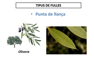 TIPUS DE FULLES
• Punta de llança
Olivera
 