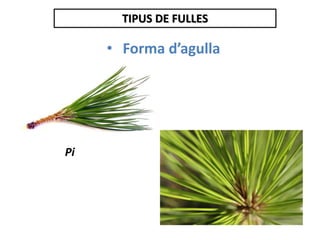 TIPUS DE FULLES
• Forma d’agulla
Pi
 