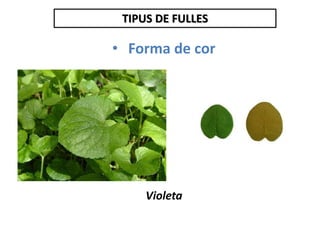 TIPUS DE FULLES
• Forma de cor
Violeta
 