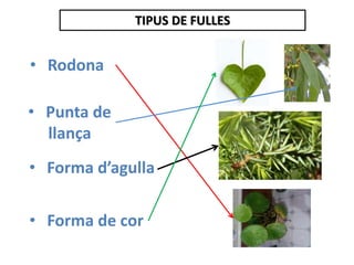 TIPUS DE FULLES
• Rodona
• Punta de
llança
• Forma d’agulla
• Forma de cor
 
