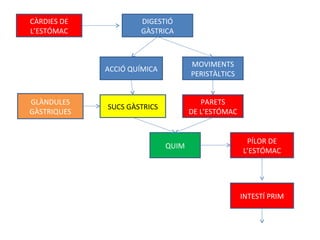 CÀRDIES DE L’ESTÓMAC DIGESTIÓ GÀSTRICA SUCS GÀSTRICS GLÀNDULES GÀSTRIQUES MOVIMENTS PERISTÀLTICS PARETS DE L’ESTÓMAC ACCIÓ QUÍMICA QUIM PÍLOR DE L’ESTÓMAC INTESTÍ PRIM 