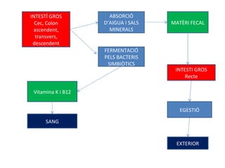 INTESTÍ GROS Cec, Colon ascendent, transvers, descendent ABSORCIÓ D’AIGUA I SALS MINERALS FERMENTACIÓ PELS BACTERIS SIMBIÒTICS Vitamina K i B12 SANG MATÈRI FECAL INTESTI GROS Recte EGESTIÓ EXTERIOR 