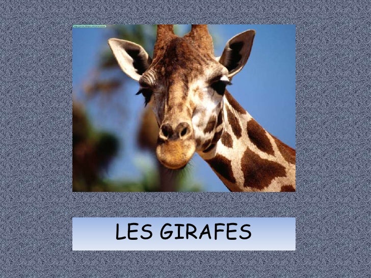 LES GIRAFES<br />