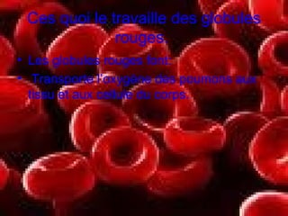 Ces quoi le travaille des globules rouges.   Les globules rouges font: Transporte l’oxygène des poumons aux tissu et aux cellule du corps. 