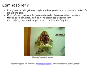 Com respiren? Les granotes i els gripaus respiren mitjançant els seus pulmons i a través de la seva pell. Quan són capgrosssos la gran majoria de classes respiren només a través de la seva pell. També hi ha algun cas especial com els  axolotls,  que respiren per la seva pell i les brànquies. Totes les fotografies són pertinents a la  Wikimedia Commoms  i tenen com a llicència Creative Commons Maqueta d'una granota per dins 