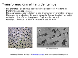 Transformacions al llarg del temps Les granotes i els gripaus neixen de ous gelatinosos. Més tard es transformen en capgrossos. Els capgrossos es converteixen al cap d'un temps en granotes i gripaus. Els canvis es produeixen de forma escalada. Primer li creixen les potes posteriors, després les davanteres i finalment la cua se li encongeix. Aquests canvis s'anomenen metamorfosis. Ous gelatinosos Totes les fotografies són pertinents a la  Wikimedia Commoms  i tenen com a llicència Creative Commons Les diferents etapes 