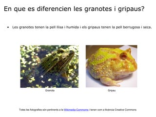 En que es diferencien les granotes i gripaus? Les granotes tenen la pell llisa i humida i els gripaus tenen la pell berrugosa i seca. Totes les fotografies són pertinents a la  Wikimedia Commoms  i tenen com a llicència Creative Commons        Granota Gripau 
