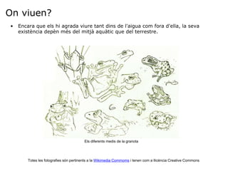 On viuen? Encara que els hi agrada viure tant dins de l'aigua com fora d'ella, la seva existència depèn més del mitjà aquàtic que del terrestre. Totes les fotografies són pertinents a la  Wikimedia Commoms  i tenen com a llicència Creative Commons Els diferents medis de la granota 