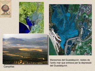 Maresmes del Guadalquivir, restes de l’antic mar que entrava per la depressió del Guadalquivir. Campiñas  