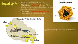 Hépatite A
Structure et classification (cf supra)
 Très résistant : pH acides, alcool à 70° et
détergents. Se conservent quelques semaines
dans l’environnement.
 Détruits par : l’hypochlorite de sodium,
l’autoclavage, le formol et les UV.
Cycle viral : identique aux autres Picornaviridae
 
