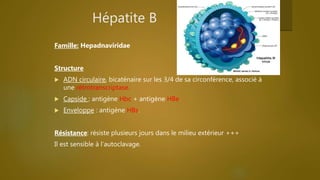Hépatite B
Famille: Hepadnaviridae
Structure
 ADN circulaire, bicaténaire sur les 3/4 de sa circonférence, associé à
une rétrotranscriptase.
 Capside : antigène Hbc + antigène HBe
 Enveloppe : antigène HBs.
Résistance: résiste plusieurs jours dans le milieu extérieur +++
Il est sensible à l’autoclavage.
 