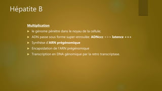 Hépatite B
Multiplication
 le génome pénètre dans le noyau de la cellule;
 ADN passe sous forme super-enroulée: ADNccc >>> latence +++
 Synthèse d’ARN prégénomique
 Encapsidation de l’ARN prégénomique
 Transcription en DNA génomique par la retro transcriptase.
 