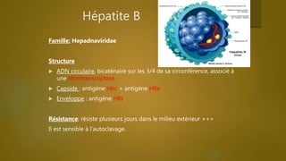 Hépatite B
Epidémiologie
 350 millions de sujets infectés dans le monde.
 Le principal vecteur du virus est le sang.
 M...