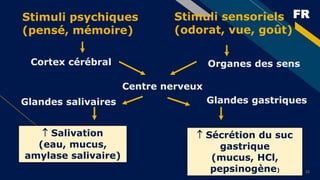 FR
22
Stimuli psychiques
(pensé, mémoire)
Stimuli sensoriels
(odorat, vue, goût)
Cortex cérébral Organes des sens
Centre nerveux
Glandes gastriques
 Sécrétion du suc
gastrique
(mucus, HCl,
pepsinogène)
Glandes salivaires
 Salivation
(eau, mucus,
amylase salivaire)
 