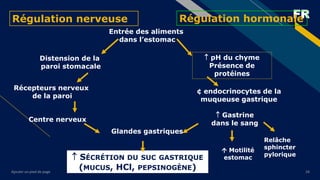 FR
Ajouter un pied de page 24
Régulation nerveuse Régulation hormonale
 Gastrine
dans le sang
Entrée des aliments
dans l’estomac
Récepteurs nerveux
de la paroi
Centre nerveux
Glandes gastriques
 SÉCRÉTION DU SUC GASTRIQUE
(MUCUS, HCl, PEPSINOGÈNE)
 pH du chyme
Présence de
protéines
 Motilité
estomac
Relâche
sphincter
pylorique
¢ endocrinocytes de la
muqueuse gastrique
Distension de la
paroi stomacale
 