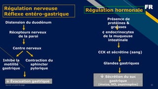 FR
Ajouter un pied de page 26
Régulation nerveuse
Réflexe entéro-gastrique
Récepteurs nerveux
de la paroi
Inhibe la
motilité
gastrique
Centre nerveux
 Évacuation gastrique
Distension du duodénum
Contraction du
sphincter
pylorique
Régulation hormonale
¢ endocrinocytes
de la muqueuse
intestinale
Glandes gastriques
 Sécrétion du suc
gastrique
(mucus, HCl, pepsinogène)
Présence de
protéines &
graisses
CCK et sécrétine (sang)
 
