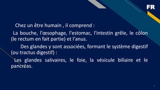 FR
7
Chez un être humain , il comprend :
La bouche, l'œsophage, l'estomac, l'intestin grêle, le côlon
(le rectum en fait partie) et l'anus.
Des glandes y sont associées, formant le système digestif
(ou tractus digestif) :
Les glandes salivaires, le foie, la vésicule biliaire et le
pancréas.
 