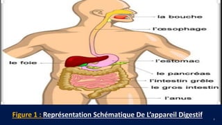 FR
8
Figure 1 : Représentation Schématique De L’appareil Digestif
 