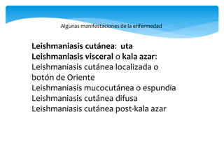 Leishmaniasis cutánea: uta
Leishmaniasis visceral o kala azar:
Leishmaniasis cutánea localizada o
botón de Oriente
Leishmaniasis mucocutánea o espundia
Leishmaniasis cutánea difusa
Leishmaniasis cutánea post-kala azar
Algunas manifestaciones de la enfermedad
 