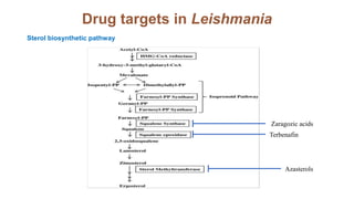 Drug targets in Leishmania
Sterol biosynthetic pathway
Terbenafin
Zaragozic acids
Azasterols
 