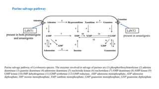 Purine salvage pathway
Purine salvage pathway of Leishmania species. The enzymes involved in salvage of purines are (1) phosphoribosyltransferase (2) adenine
deaminase (3) guanine deaminase (4) adenosine deaminase (5) nucleoside kinase (6) nucleotidase (7) AMP deaminase (8) AMP kinase (9)
GMP kinase (10) IMP dehydrogenase (11) GMP synthetase (12) GMP reductase. AMP adenosine monophosphate; ADP adenosine
diphosphate; IMP inosine monophosphate; XMP xanthine monophosphate; GMP guanosine monophosphate; GDP guanosine diphosphate
present in both promastigote
and amastigotes
LdNT1
present in both promastigote
and amastigotes
LdNT2
present in amastigotes
 