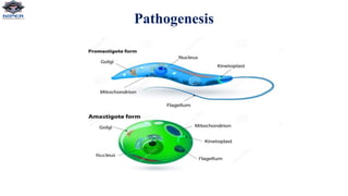 Pathogenesis
 