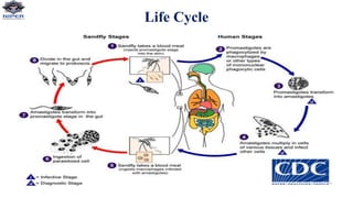 Life Cycle
 