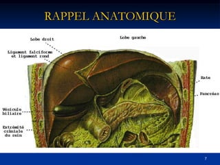 RAPPEL ANATOMIQUE




                    7
 